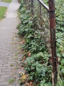 Foto: Brombeerbüsche wachsen auf dee Gehweg 