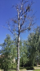 Foto: Abgestorbener Baum 