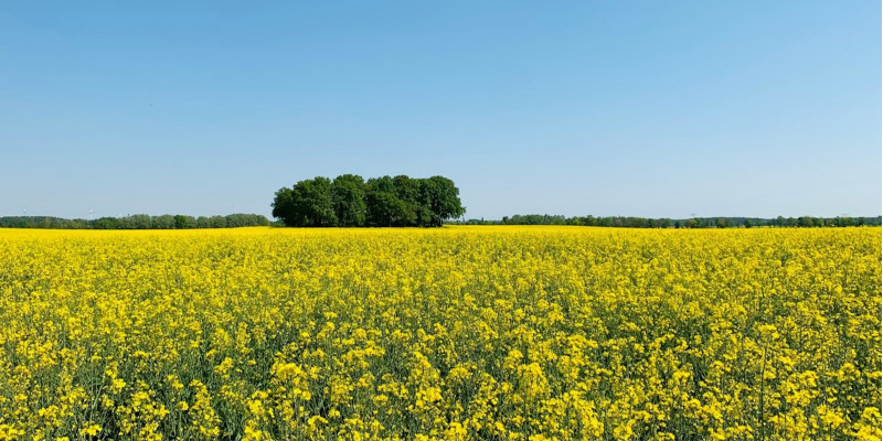 Heideblick: Rapsfeld, Foto: Gemeinde Heideblick