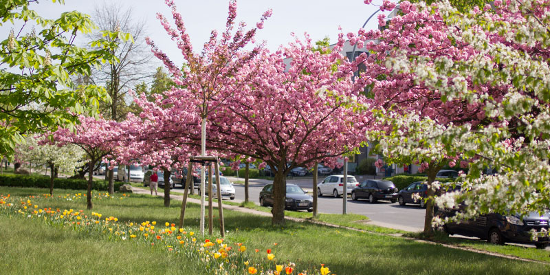 Ludwigsfelde: Kirschblüte