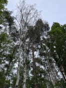 Foto: Mehrere tote Strassenbäume 