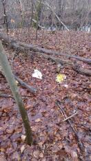 Foto: Müll im Wald 