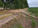 Foto: Baum umgestürzt | am Krauseberg Klein Kreutz 