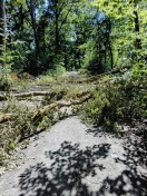 Foto: Umgestürzter Baum 