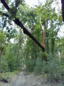 Foto: Gefährlicher Baum 