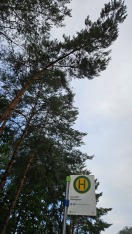 Foto: Abbruchgefährdete Kiefer 