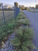 Foto: So grün sind füwas fußwege... 