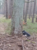 Foto: Müll im Wald zwischen Kremmen und Winterstein 