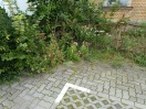 Foto: Bürgersteig wächst zu 