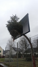 Foto: Weihnachtsbäume in Basketballkorb 