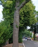 Foto: Wildwuchs Bäume 