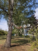 Foto: Großer Ast von Baum abgebrochen 