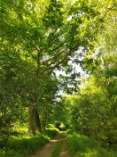 Foto: Totholz 