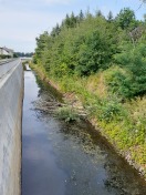 Foto: Umgestürzter Baum 