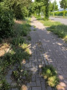 Foto: Die Natur erobert den Rad und Gehweg  