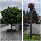 Foto: Rückschnitt Bäume 