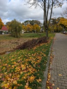 Foto: Zurückgelassener Grünschnitt/Astabschnitt 