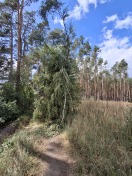 Foto: Abgebrochenen Ast versperrt Wanderweg 
