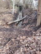 Foto: Graben 509 Baum umgestürzt 