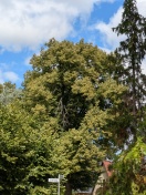 Foto: Trockene Äste in den Straßenbäumen 