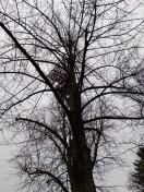 Foto: Straßenbäume 