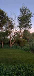 Foto: Astbruch bei abgestorbenen Baum 