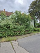 Foto: Ungebremste Vegetation verdeckt Straßenschild 