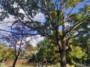 Foto: Gefahr durch tote Äste am Baum Fichtespielplatz 