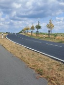 Foto: strassenbäume 