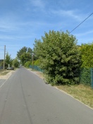 Foto: Wild Wachsender Baum 
