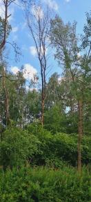 Foto: Toter Baum am Straßenrand 