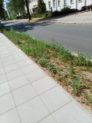 Foto: Unkraut 