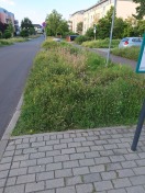 Foto: Abwassergräben etc. komplett zugewachsen 