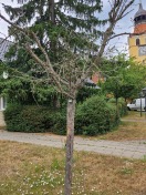 Foto: Abgestorbener Baum  