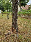 Foto: Durch Schädlingsbefall möglicherweise beeinträchtigte Standfestigkeit 