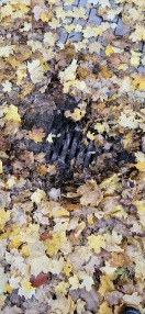 Foto: Laub auf Regeneinlauf  