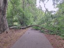 Foto: Umgefallener Baum 