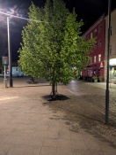 Foto: Rückschnitt Bäume überfällig - wann folgt dies? 