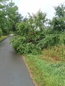 Foto: Abgeknickter Baum 