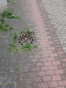 Foto: Radweg Höhe Hausnummer 39 mehr Grünfläche und Gulli offen  