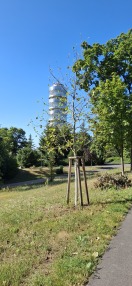 Foto: Durstiger Baum 