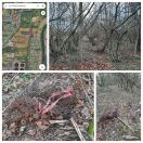 Foto: Maschendrahtzaun und Asbestreste im Wald 