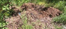Foto: Garten u. Grünschnitt  