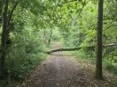 Foto: Mehrere Bäume über Radweg 