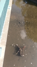 Foto: Einkaufswagen in der Spree 2 