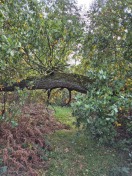 Foto: Riesige Eiche über dem Wanderweg TK 9/13 