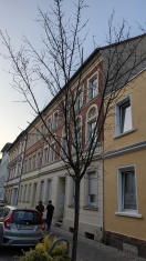Foto: Mehrere tote Bäume  
