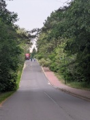 Foto: Baum auf Fußweg und Straße  