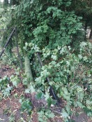 Foto: Schaden durch Windwurf 