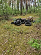 Foto: Müll im Wald  
